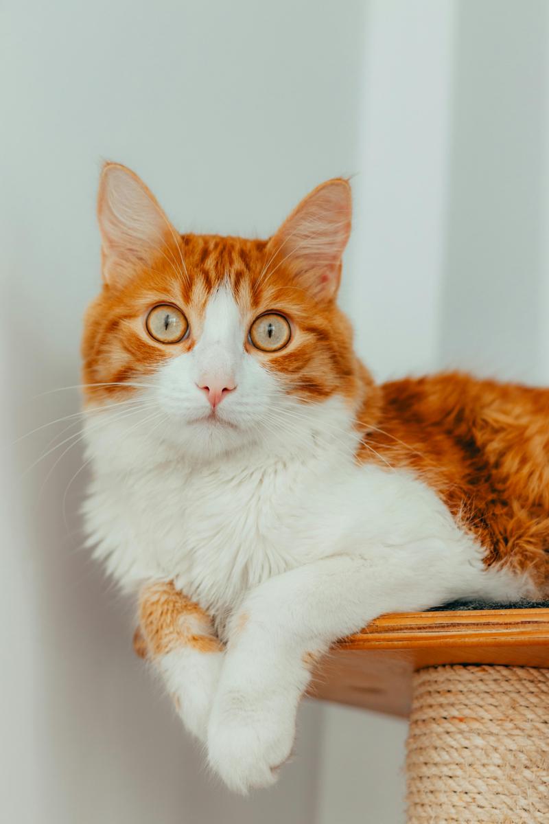 training cat