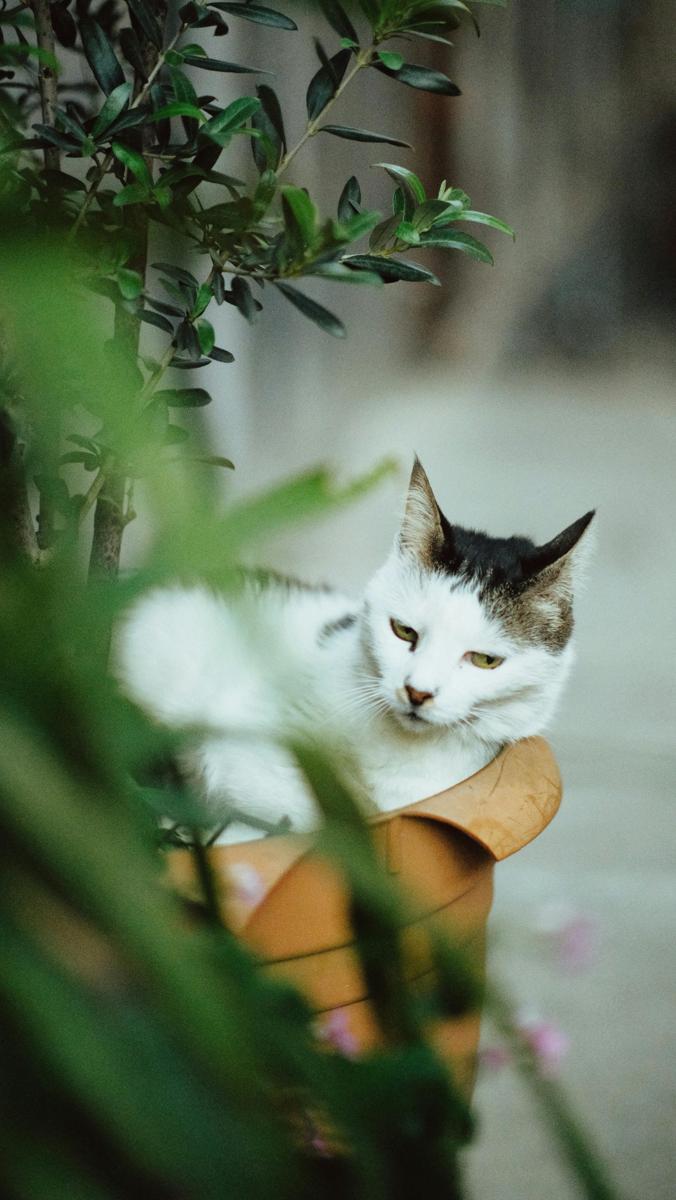 training cat